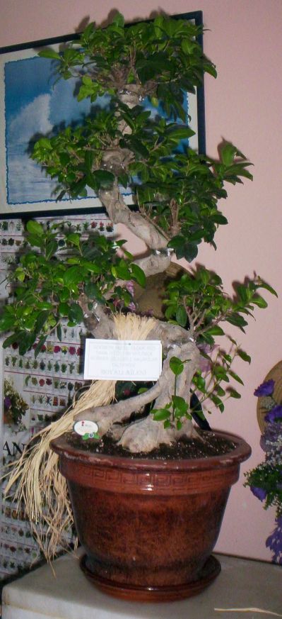 Büyük boy bonsai